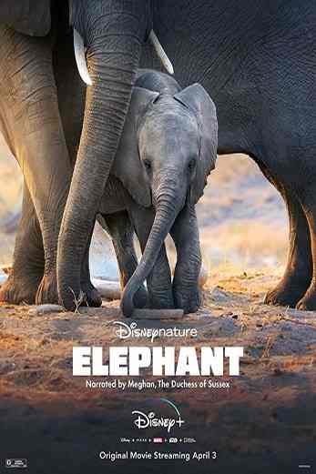 دانلود فیلم Elephant 2020 دوبله فارسی